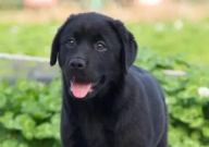 拉布拉多不叫喚是怎么回事（正常嗎）